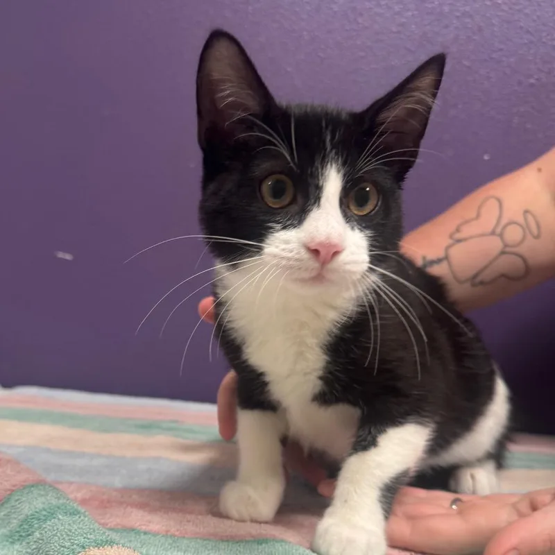 A baby medium-sized male Black Domestic Short Hair cat named Zag for adoption in Englewood, FL