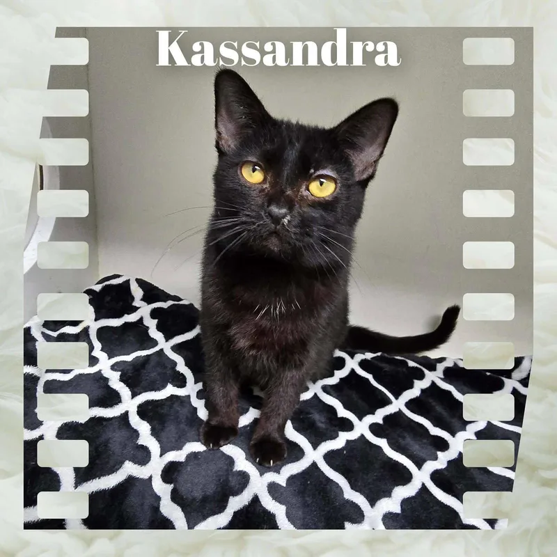 A young medium-sized female Black Domestic Short Hair cat named Kassandra for adoption in Sullivan, IN