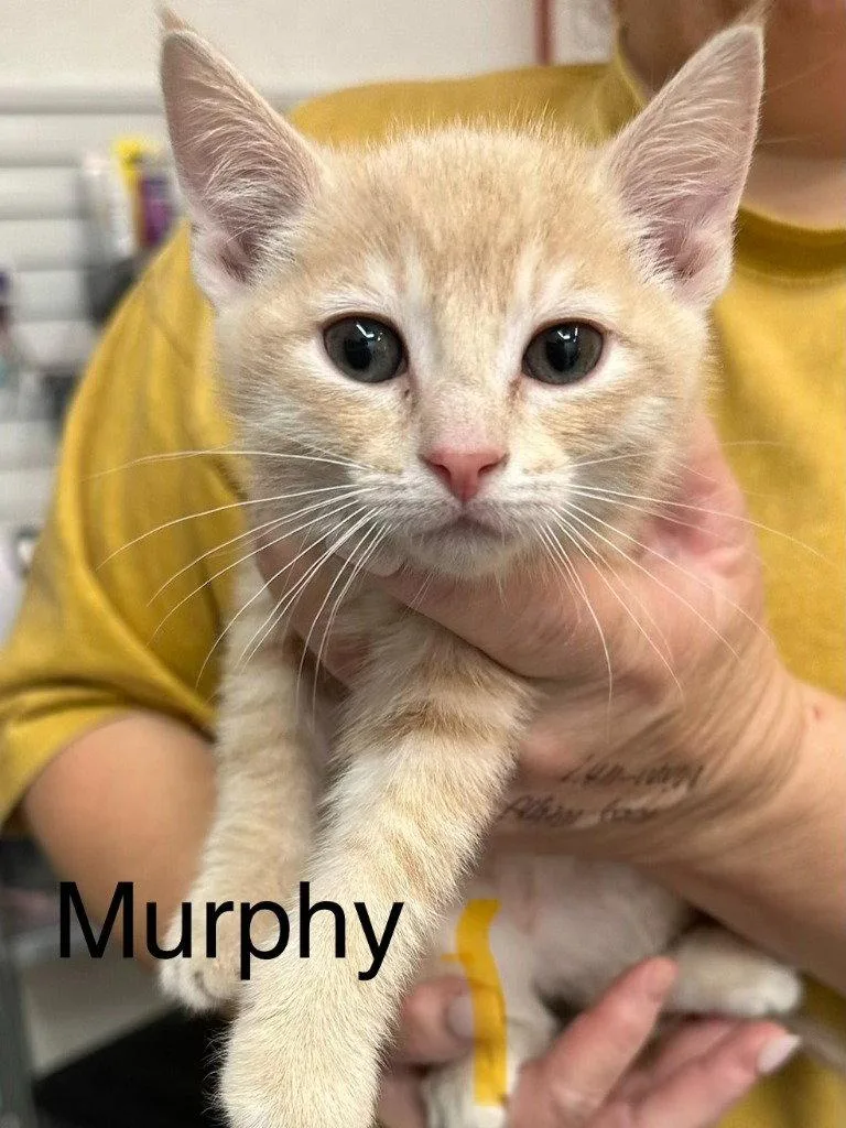 Murphy