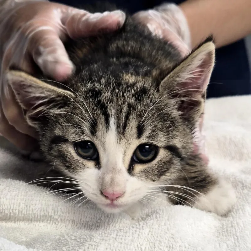 A baby small-sized female Brown / Chocolate Domestic Short Hair cat named Destini for adoption in Newark, NJ