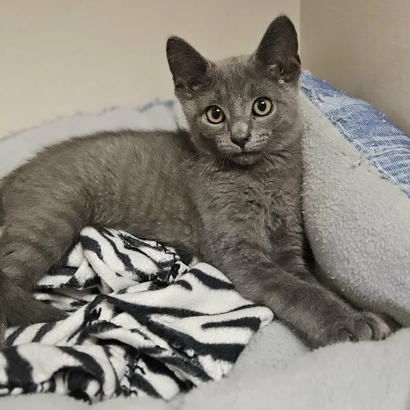 A baby medium-sized male Gray / Blue / Silver Domestic Short Hair cat named Skitzy for adoption in Wapakoneta, OH
