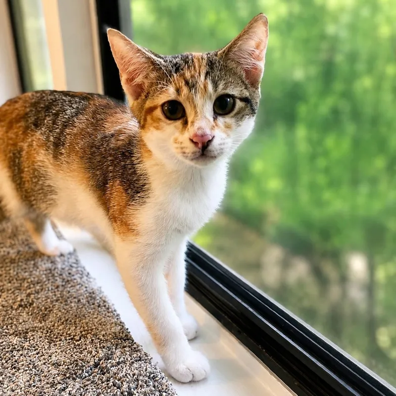 A baby small-sized female Calico Domestic Short Hair cat named Rihani for adoption in Roswell, GA