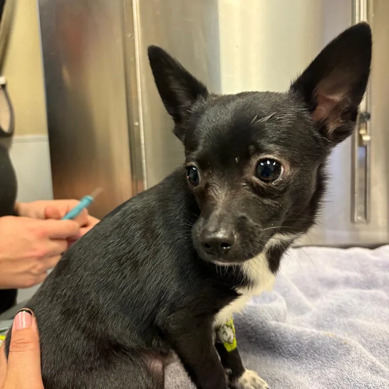 A young small-sized male Black Chihuahua dog named Cracker for adoption in Fulton, TX