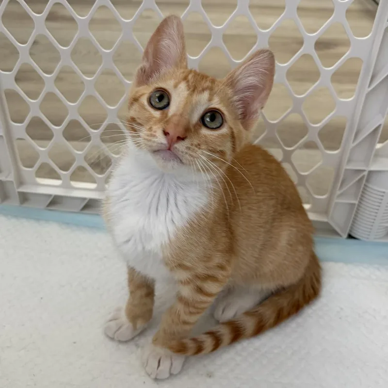 A young small-sized male Orange / Red Domestic Short Hair cat named Sunny for adoption in Long Beach, CA