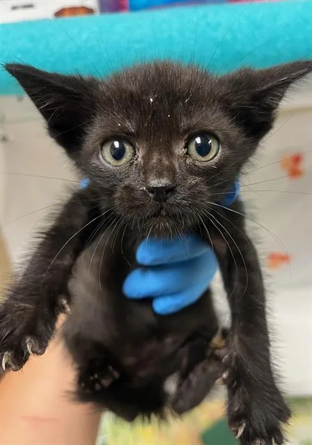 A young small-sized male Domestic Short Hair cat named Zorak for adoption in Riverside, CA