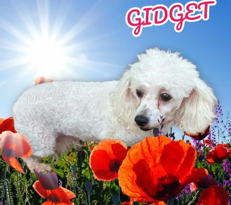 Gidget