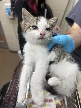 A young small-sized female Domestic Short Hair cat named A Taffy for adoption in North Charleston, SC