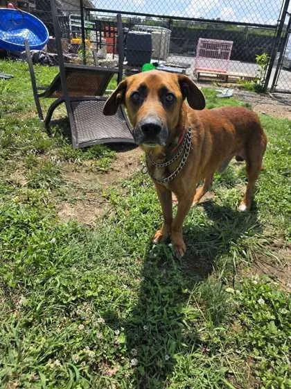 A senior large-sized male Mixed Breed dog named Simper for adoption in Sevierville, TN