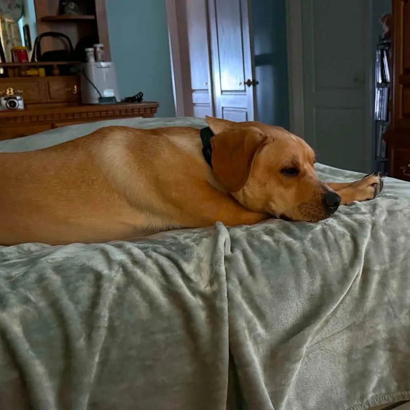 A young medium-sized male Yellow / Tan / Blond / Fawn Labrador Retriever dog named Doug for adoption in Jarrettsville, MD