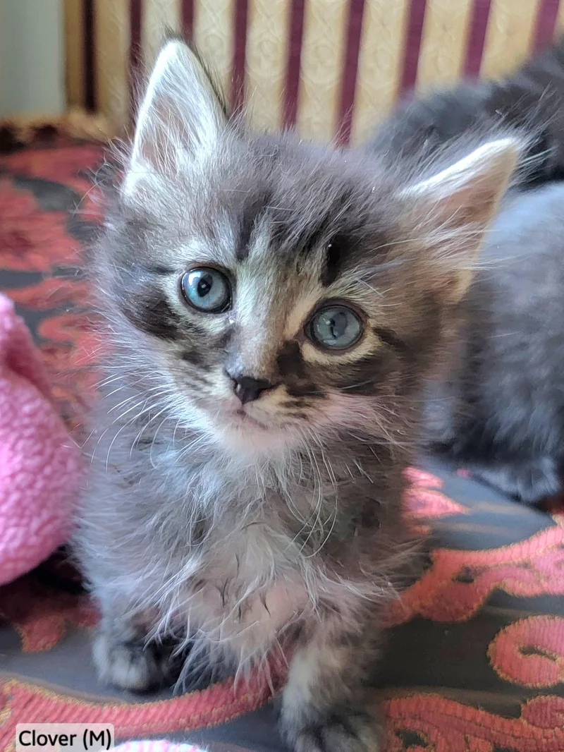 A baby medium-sized female Tabby (Gray / Blue / Silver) Domestic Long Hair cat named Clover for adoption in Rochester Hills, MI