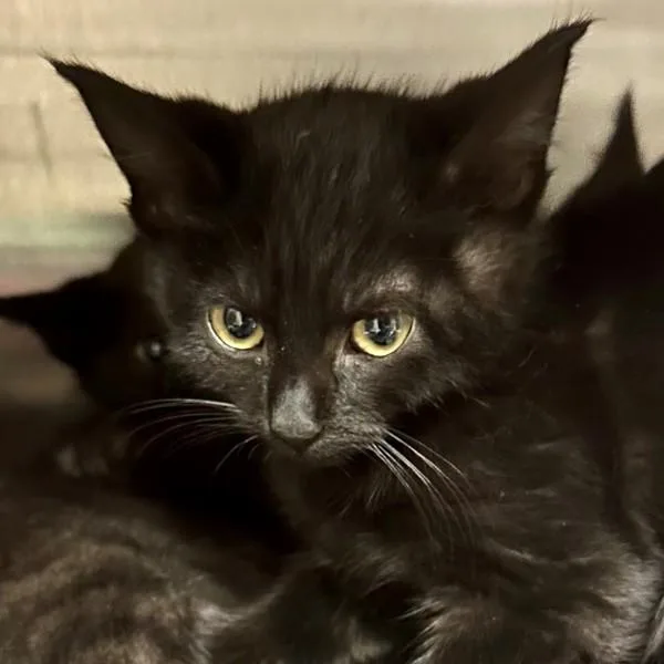 A baby small-sized female Domestic Short Hair cat named Harvey for adoption in Walnut Creek, CA