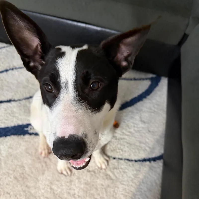 A young medium-sized male Cattle Dog dog named Fluffy for adoption in Matteson, IL
