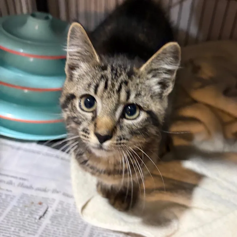 Tabby Boy