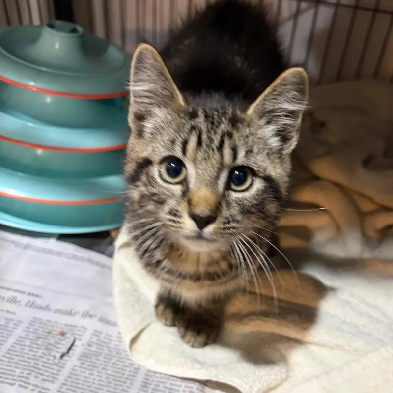 Tabby Boy thumbnail 2