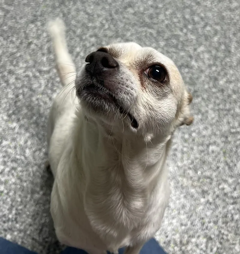 A senior small-sized male White / Cream Chihuahua dog named Diego for adoption in Jackson, MI