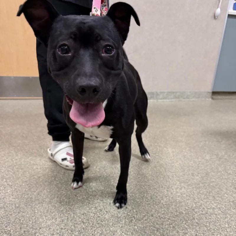 An adult medium-sized female Black Mixed Breed dog named Nellie for adoption in Jacksonville, FL
