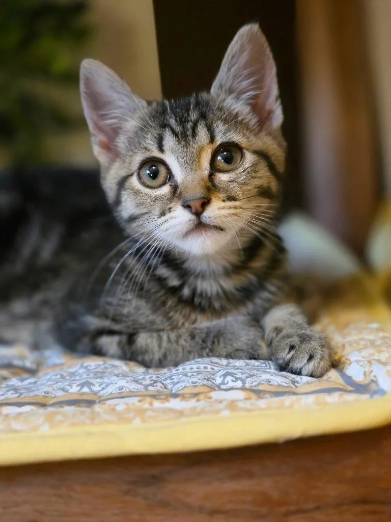 A baby medium-sized female Tabby (Buff / Tan / Fawn) Domestic Short Hair cat named Nana for adoption in Beaverton, OR