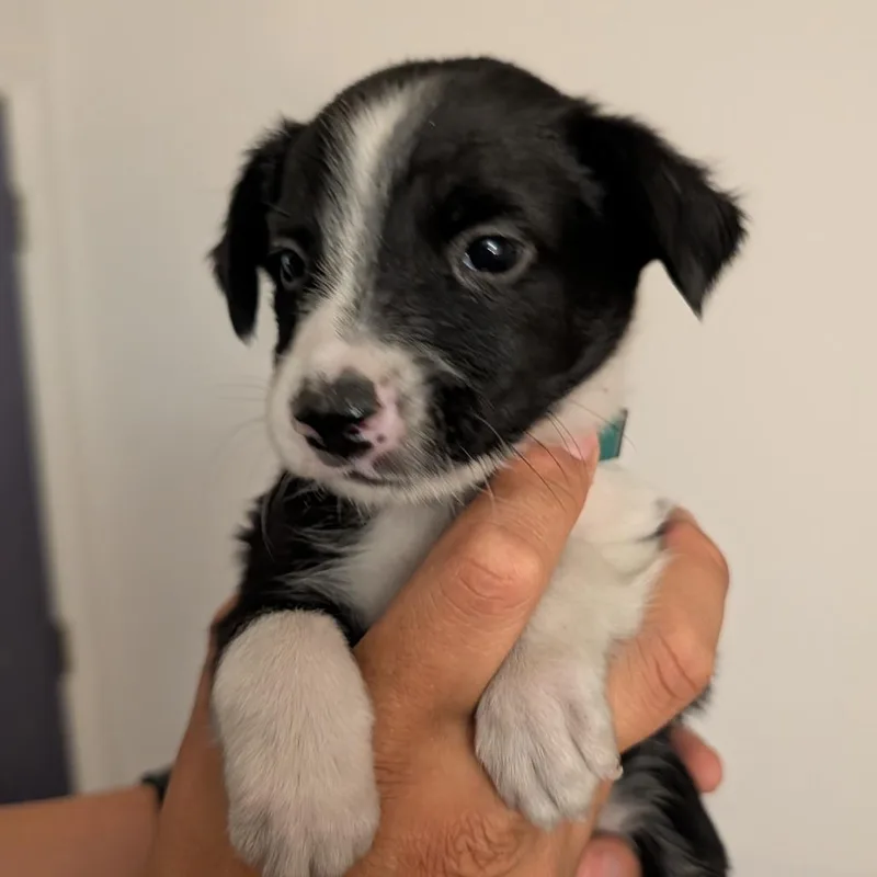 A baby small-sized male Black Mixed Breed dog named Fried Pickles for adoption in Park City, UT