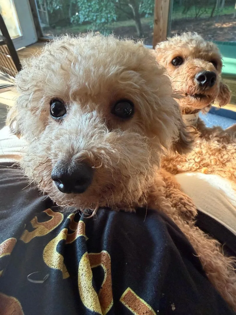 Lark thumbnail 4