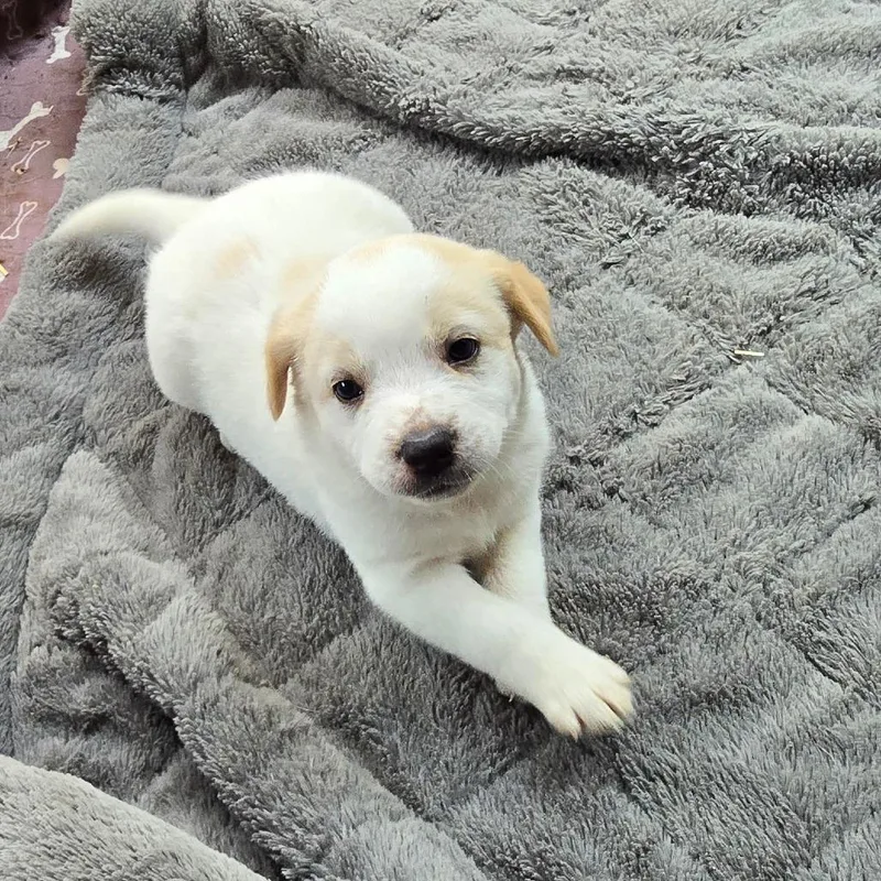 A baby medium-sized female Husky dog named Myst for adoption in Alexandria, VA