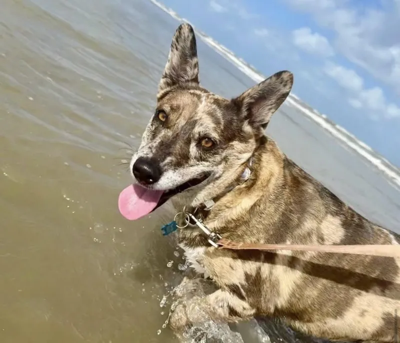 A young medium-sized female Merle (Blue) Catahoula Leopard Dog dog named Monet for adoption in Alvin, TX