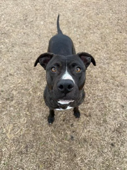 An adult large-sized female Mixed Breed dog named Sunshine for adoption in Manteo, NC