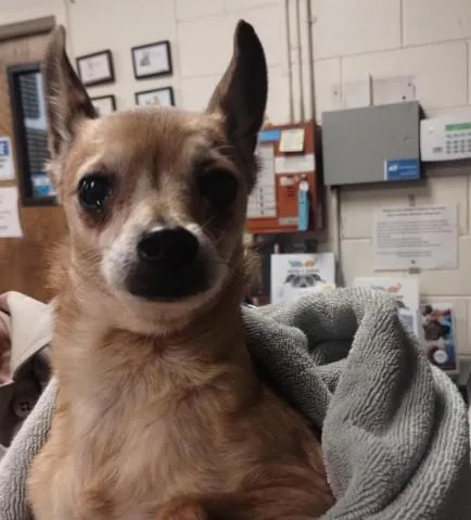 Gracie