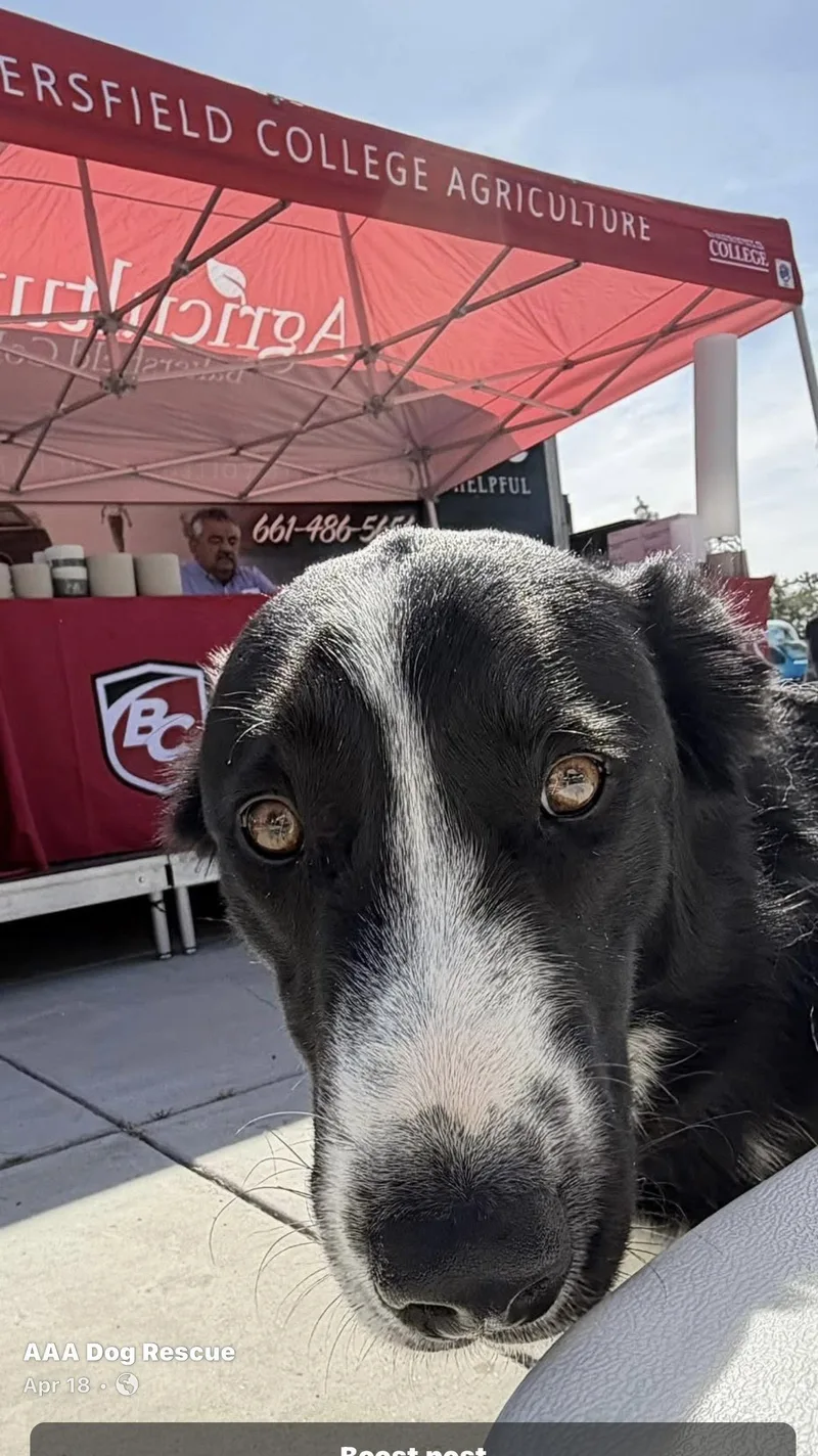 An adult medium-sized male Border Collie dog named Happy Jack for adoption in Bakersfield, CA
