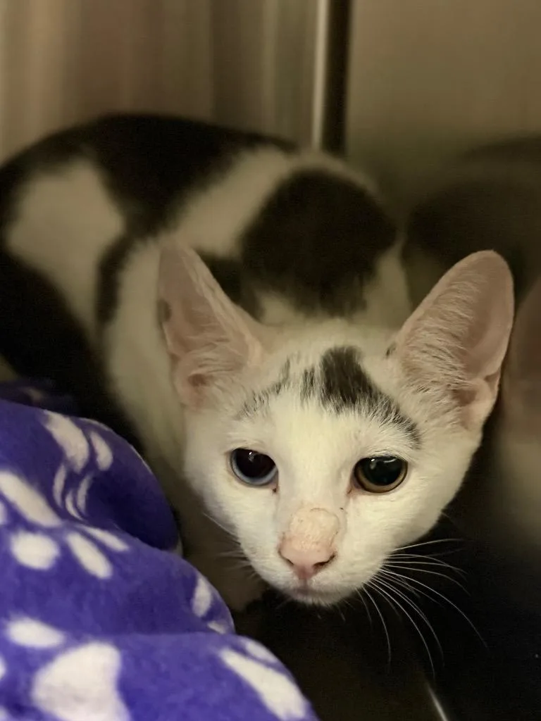A baby small-sized male Domestic Short Hair cat named Two Eyes for adoption in Ocala, FL