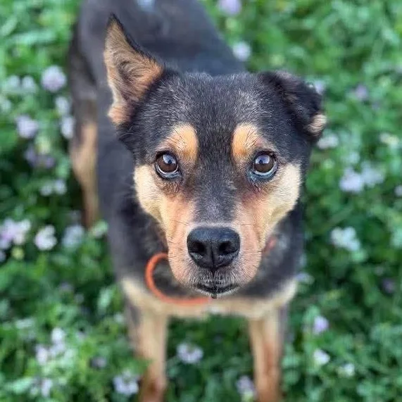 An adult medium-sized male Cattle Dog dog named Sammy for adoption in Columbia, MD