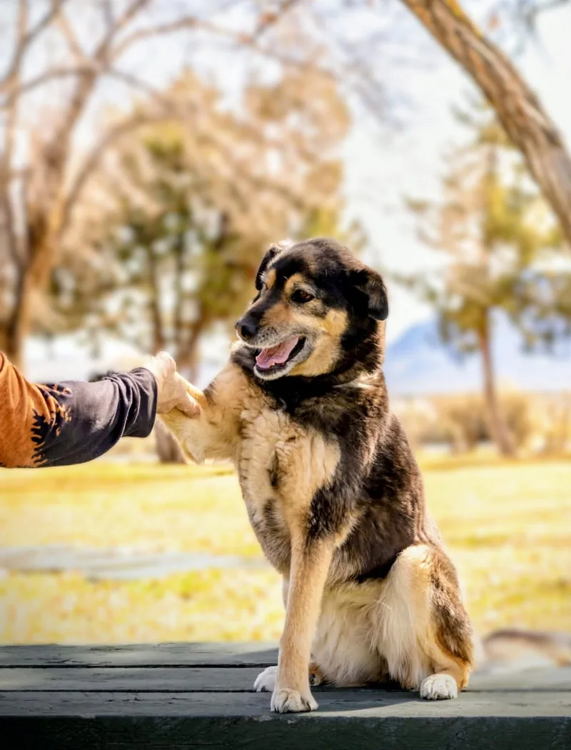 An adult medium-sized female Australian Shepherd dog named Julie for adoption in Bend, OR