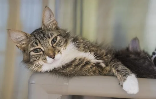 An adult small-sized female Domestic Long Hair cat named Dixie for adoption in Kennewick, WA
