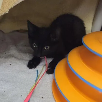 A baby small-sized male Domestic Short Hair cat named Texas Hold `em for adoption in Westland, MI