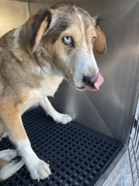 An adult medium-sized female Mixed Breed dog named Rita for adoption in Dallas, TX