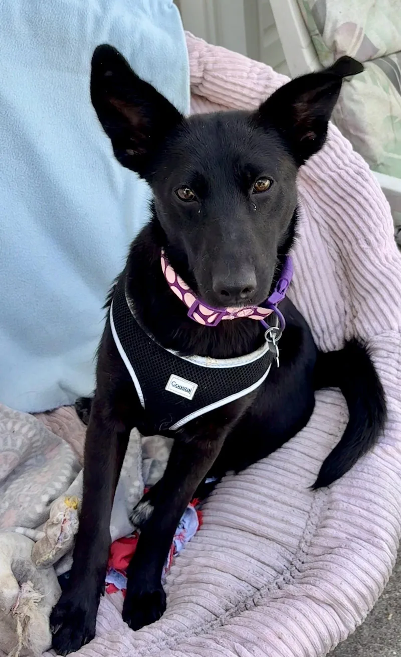 A young medium-sized female Shepherd dog named Shayna for adoption in Hillside, IL