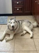A senior large-sized male White / Cream Husky dog named Blue for adoption in Steamboat Springs, CO