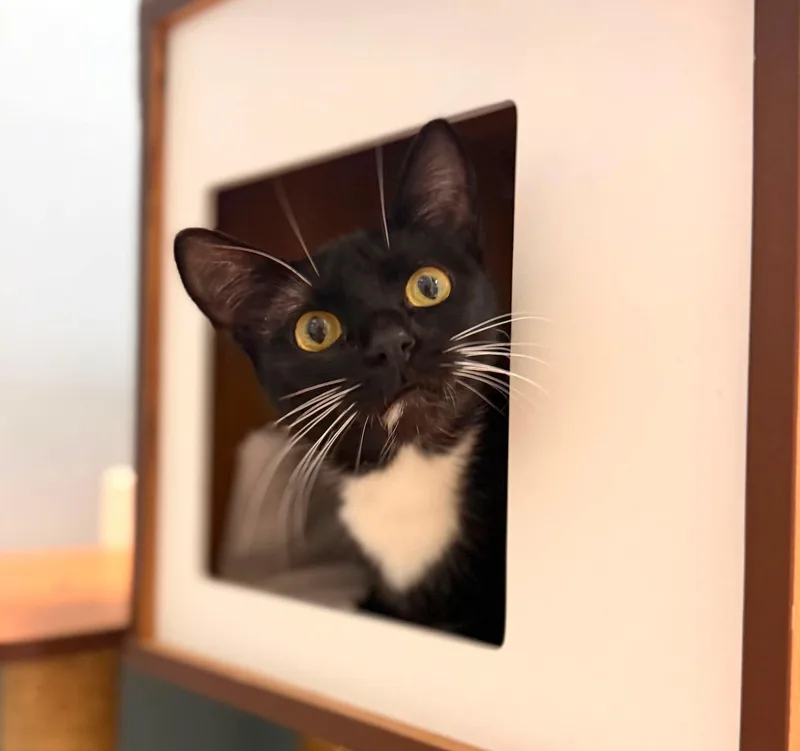 A young medium-sized female Black & White / Tuxedo Domestic Short Hair cat named Savannah for adoption in Kirkland, WA