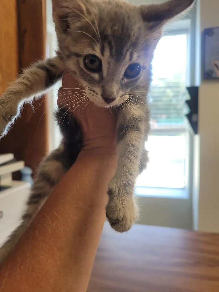 A baby small-sized female Domestic Short Hair cat named Lilac for adoption in Huntsville, TX