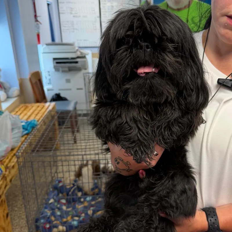 A senior small-sized male Black Shih Tzu dog named Morgan for adoption in Uniontown, PA