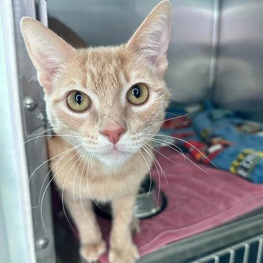 A young medium-sized male Orange / Red Domestic Short Hair cat named Hamlet for adoption in Matteson, IL