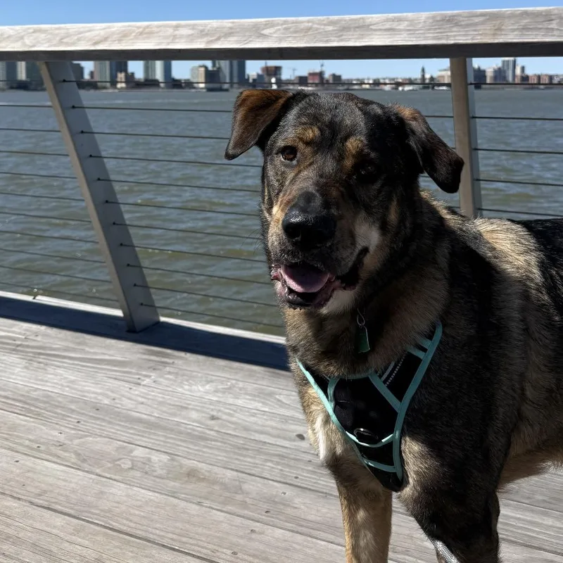An adult extra large-sized male Brown / Chocolate Siberian Husky dog named Goliath  $ Fully for adoption in Staten Island, NY