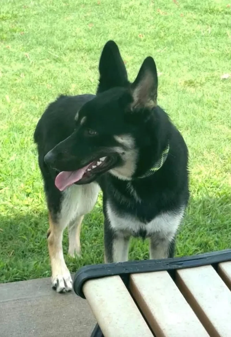 A baby medium-sized male German Shepherd Dog dog named Georgie for adoption in Allen, TX