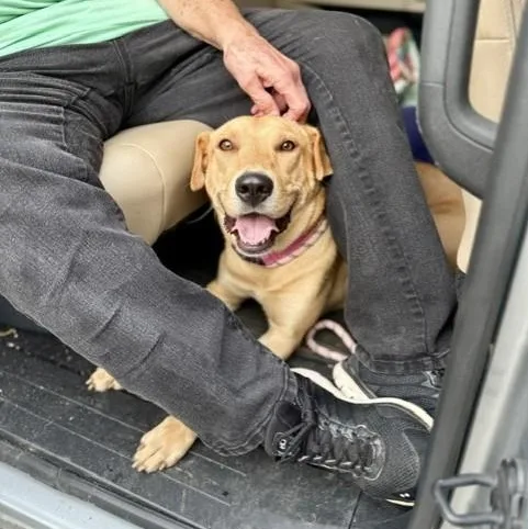 A baby large-sized female Golden Carolina Dog dog named Gladys for adoption in Williston, VT
