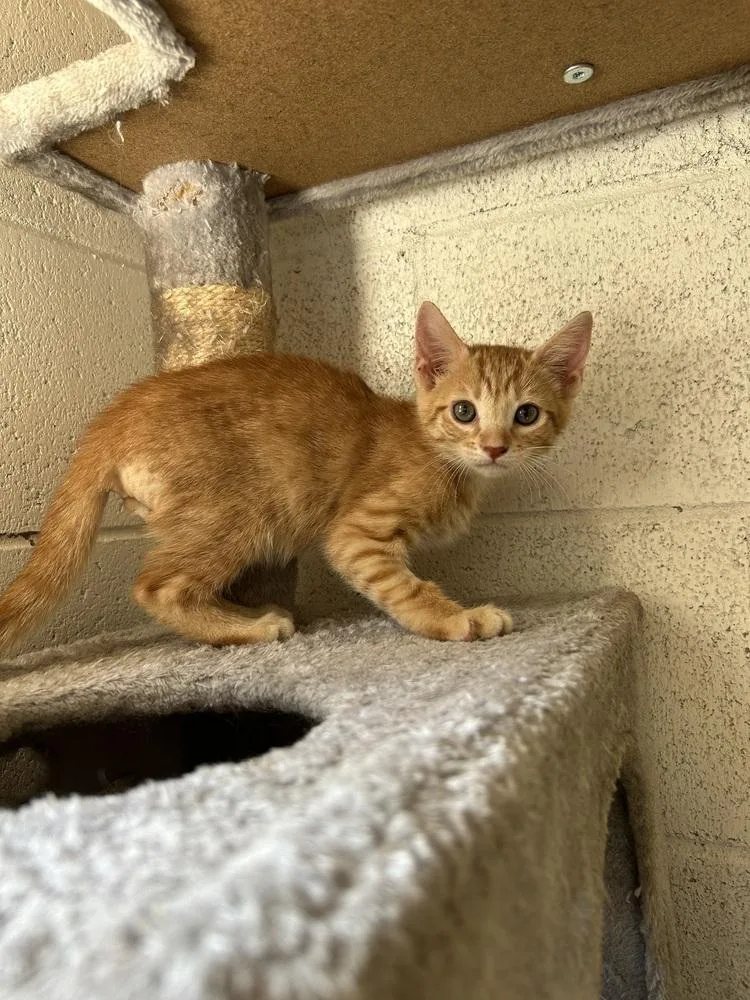 A baby small-sized male Tabby (Orange / Red) Domestic Short Hair cat named Reggie for adoption in Ontario, CA