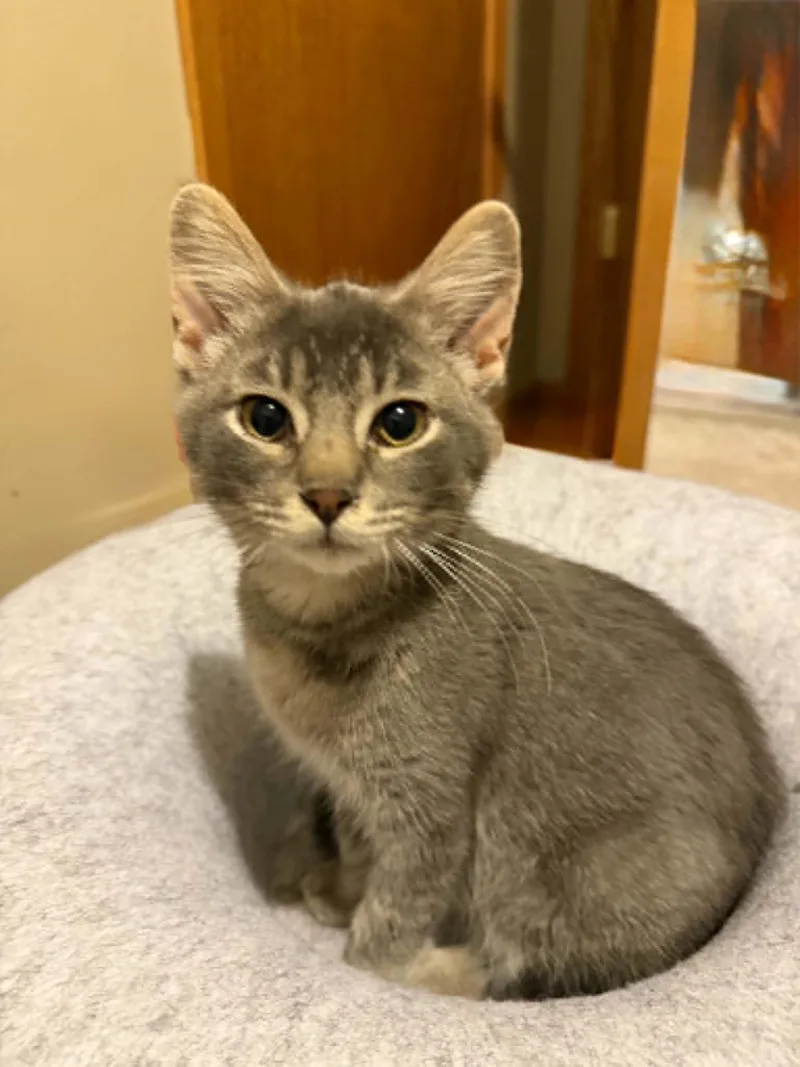 A baby medium-sized male Gray & White Domestic Short Hair cat named Durbo for adoption in Charles City, IA