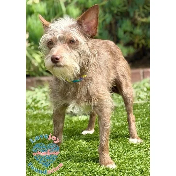 A young small-sized male Brown / Chocolate Terrier dog named Charlie Brown RB for adoption in Inglewood, CA
