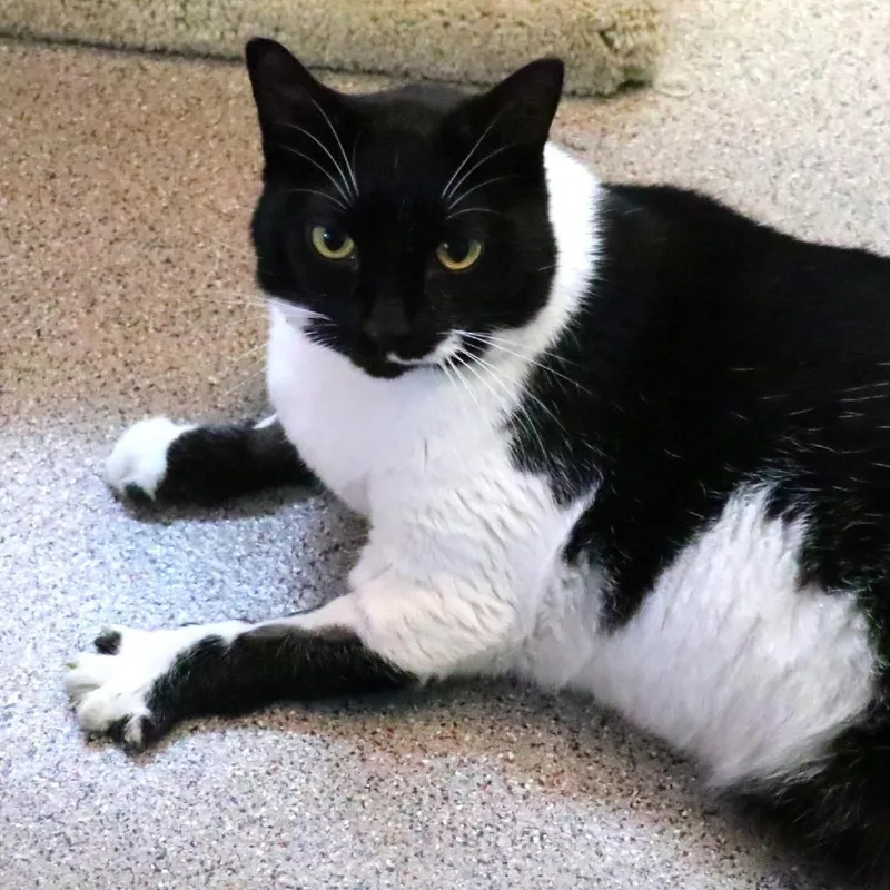 A senior extra large-sized female Black Domestic Short Hair cat named Maxine for adoption in Sarasota, FL