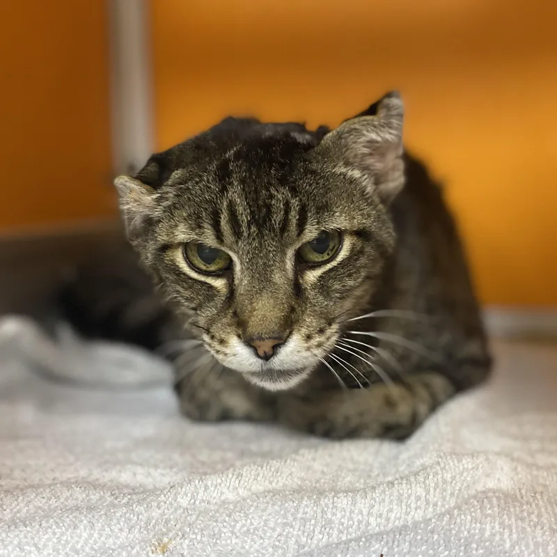 A senior medium-sized male Tabby (Buff / Tan / Fawn) Domestic Short Hair cat named Crinkle for adoption in Elyria, OH