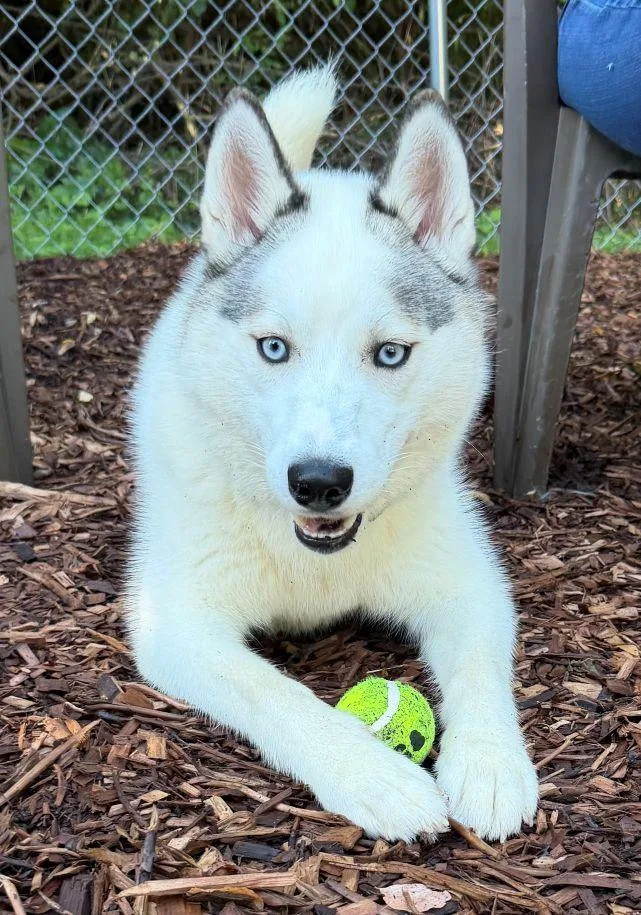 A young medium-sized male Siberian Husky dog named Liam for adoption in East Hartford, CT