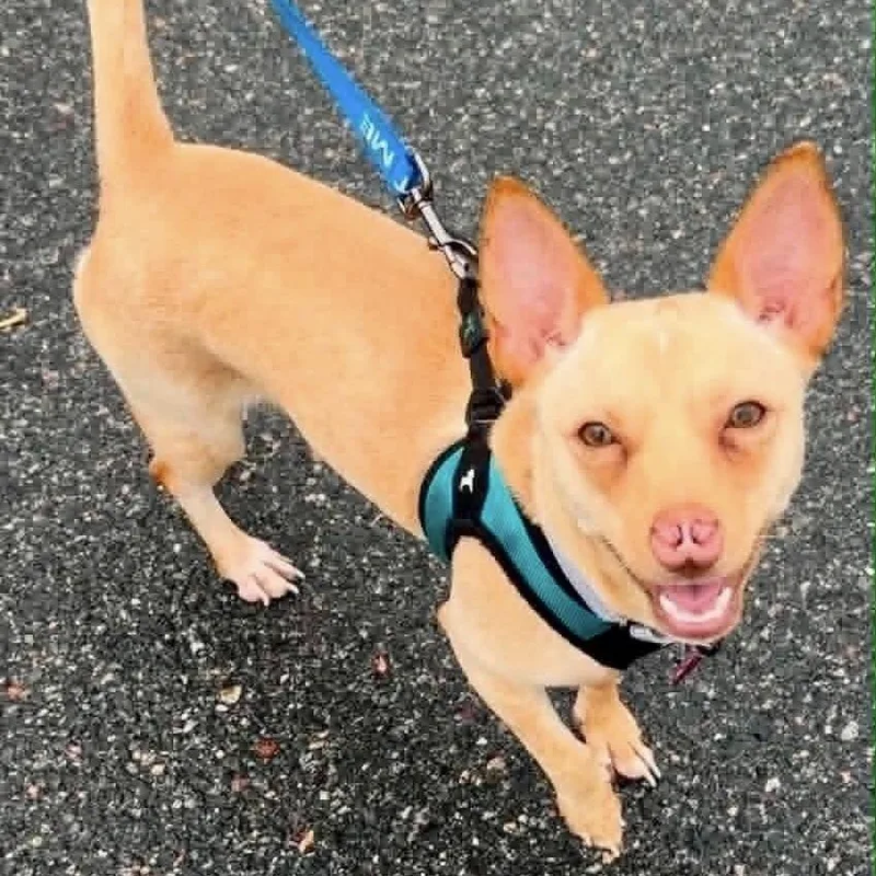 An adult small-sized female Chihuahua dog named DobbyLou for adoption in Groveland, MA
